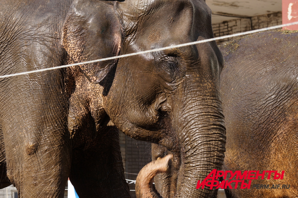 Слонов в Пермском зоопарке не будет. Изменились требования к их содержанию. 