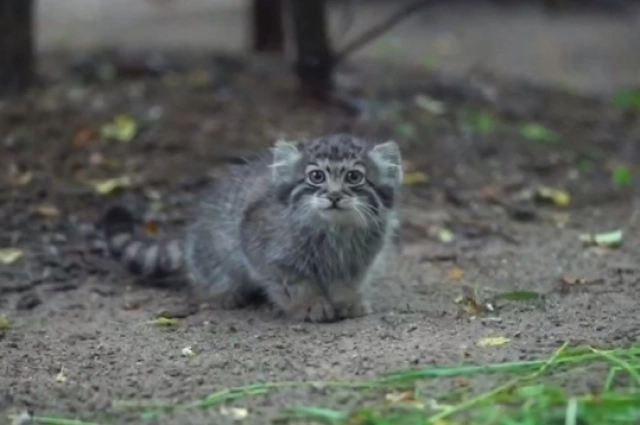 Котята манула рано становятся самостоятельными.