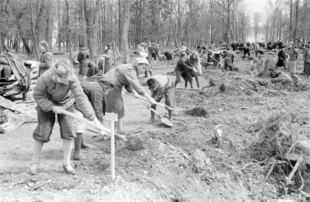 Молодежь г. Ленинград на восстановлении Петродворца. Во время корчевки пней и расчистки Марлинской аллеи нижнего парка в Петродворце.
