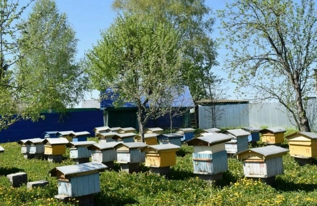 башкирский мед пчелы пасека