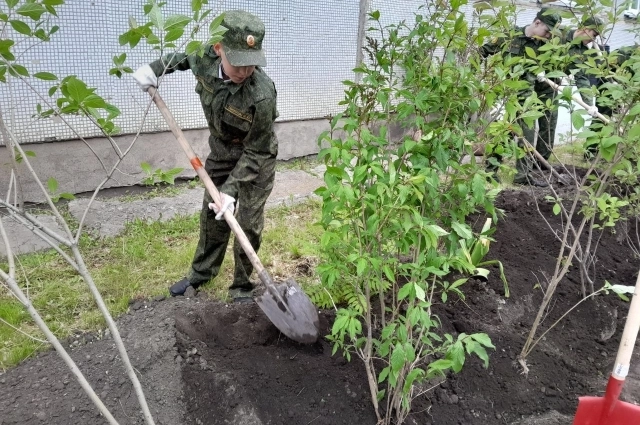 Кадеты тоже высаживали деревца.