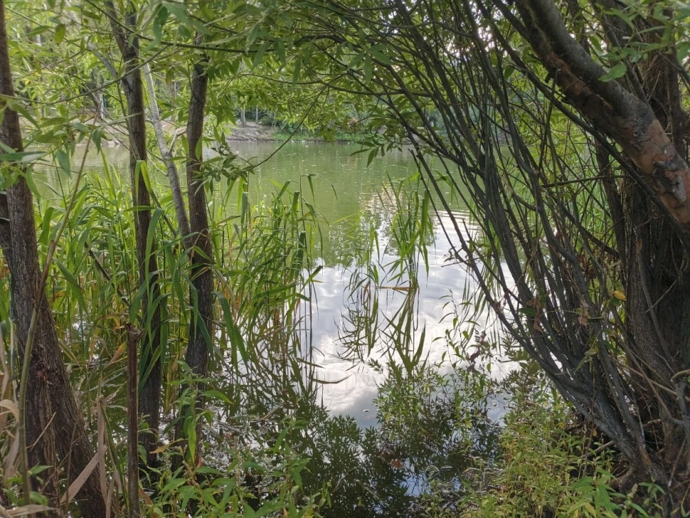 Неужели город лишится одного из любимых мест отдыха?