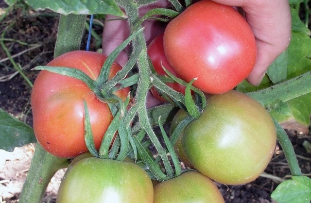 Сорт Де Баро.