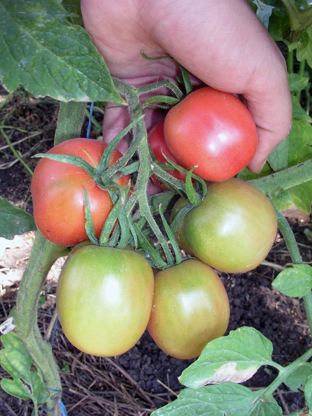 Де Барао лучший сорт как для теплиц, так и открытого грунта.