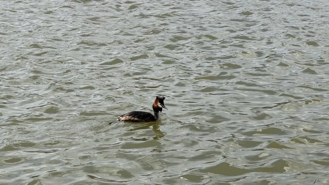 Подрядчики подтвердили, что после благоустройства проведут очистку акватории