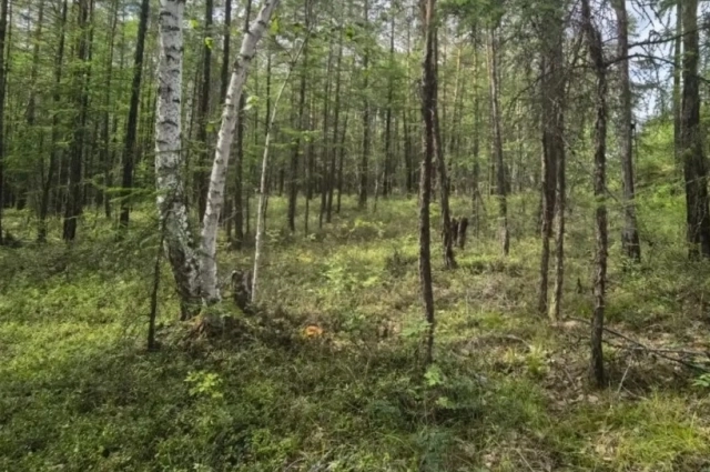 В тайге Роман блуждал 25 дней.