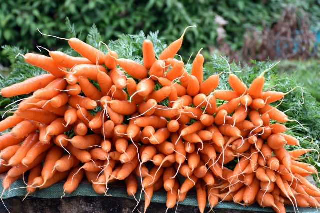 Спелось моркови определяют по состоянию ботвы.