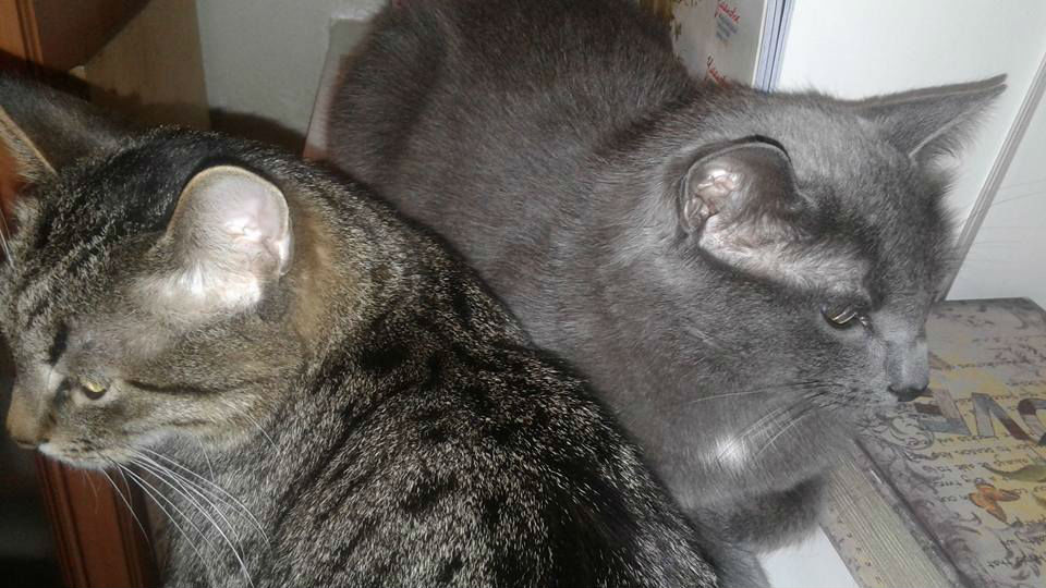 Два кота Екатерины Дмитриевой: полосатый Коша, серый Шмурзик.