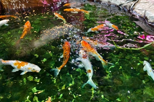 Наперегонки, кто больше съест.