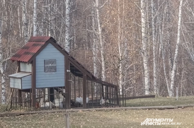 Курятник - погибший мальчик любил возиться с птицами.
