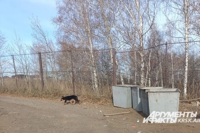 Собаки знают, где можно найти еду.