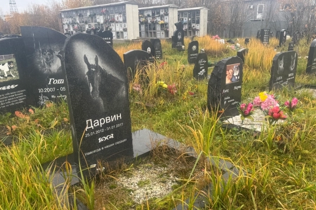 Кремировать перед погребением приходиться даже коней.