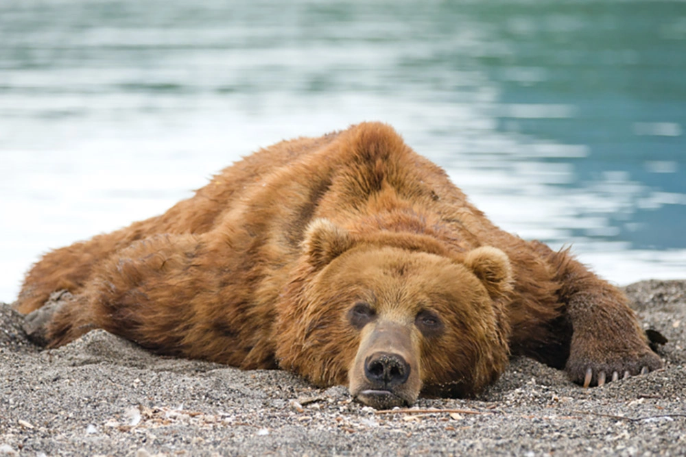 Замедление работы сердца.
