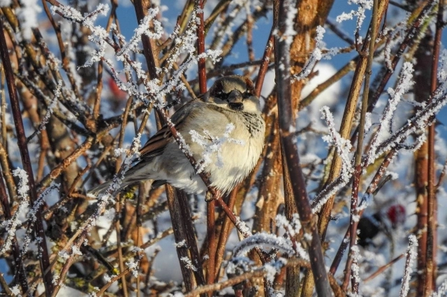 Домовой воробей, самец.