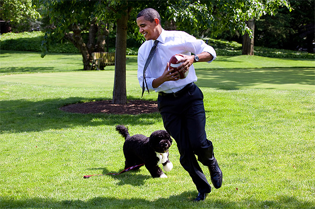 Домашний питомец семьи Обама пёс Бо
