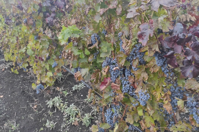 Лозы в винограднике Виктора Климанова усыпаны виноградом.