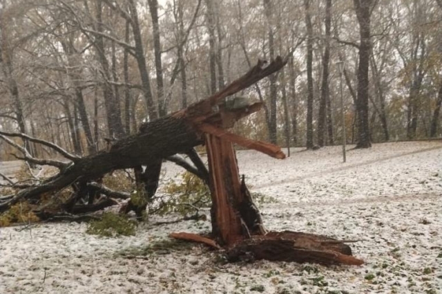 В парке «Швейцария» повалило сразу несколько деревьев.
