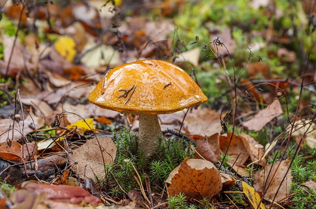 Все виды подосиновиков съедобны по вкусовым качествам сравнимы с белыми грибами.