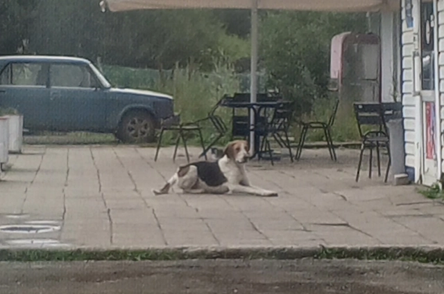 Пёс несколько дней жил у придорожного кафе