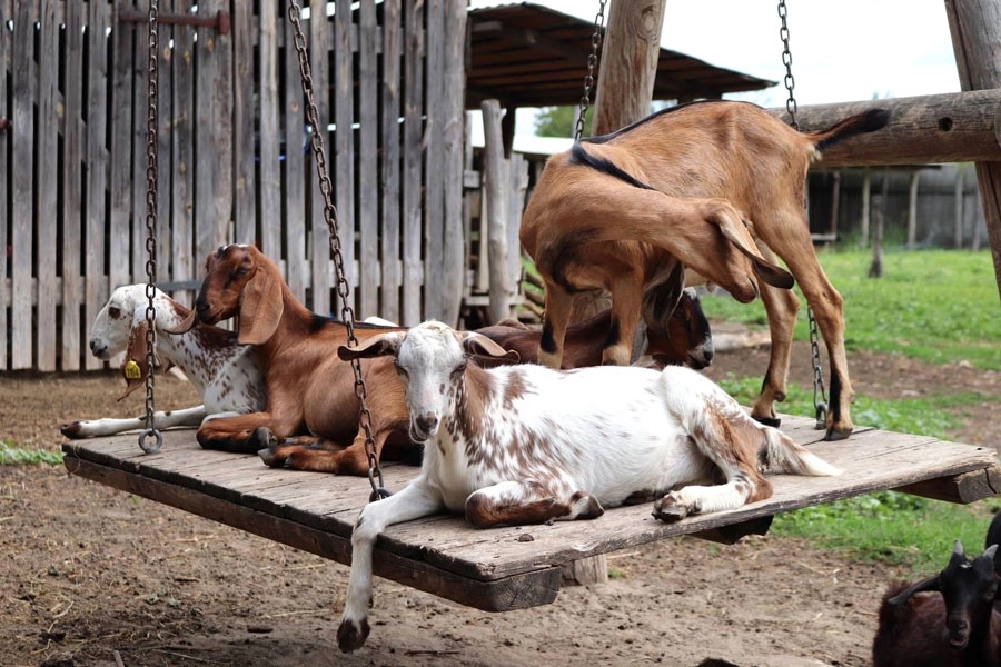 «Козочки у нас очень ручные, привыкли к добру, любви и нежности. Людям не хватает такого общения. А для городских детей это вообще бесценно».