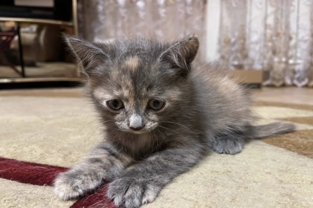 Фото: МК в Новосибирске