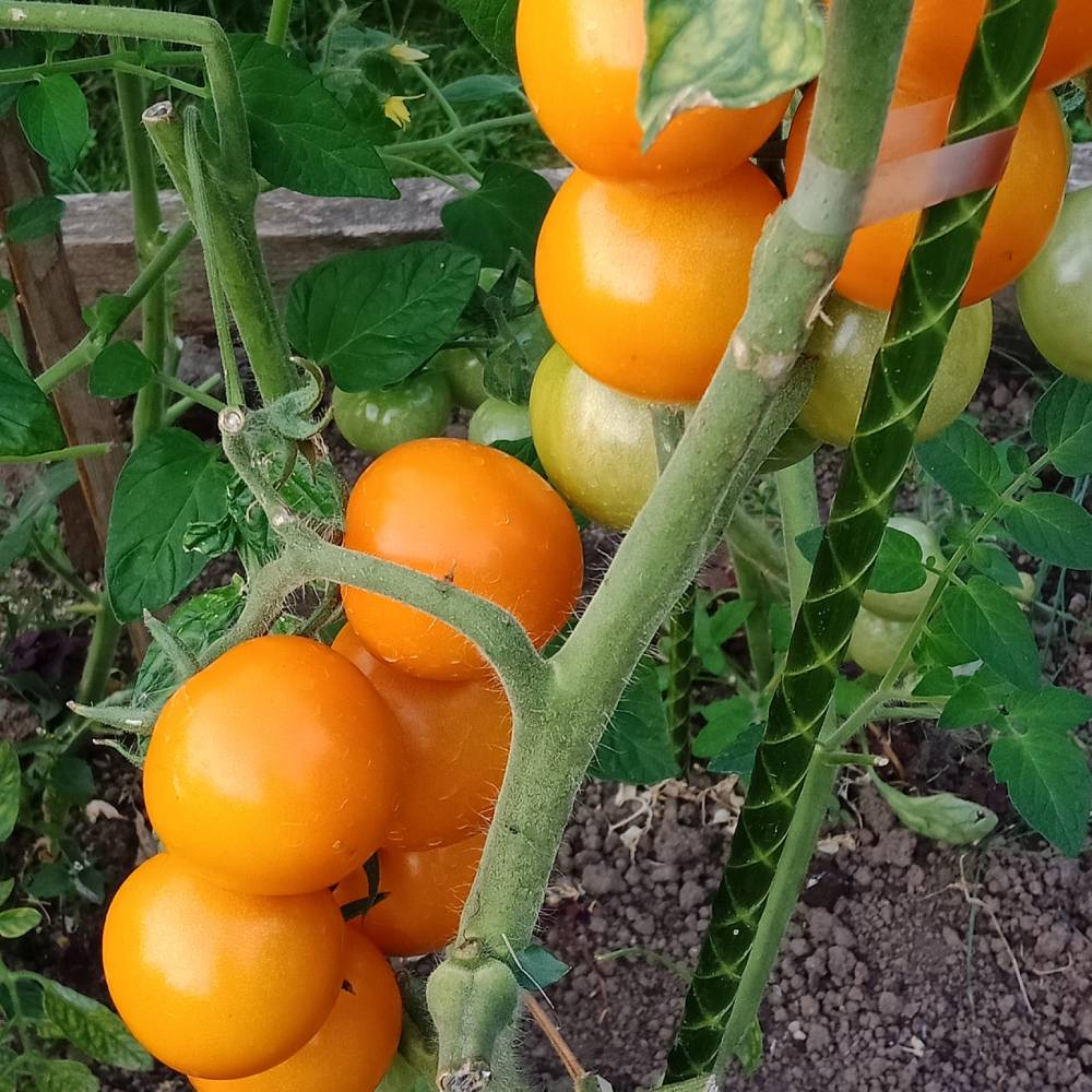 200 кг томатов с одной грядки! Создаем условия для рекордного урожая