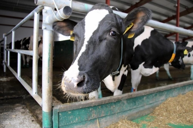 Пастереллезом может заболеть и человек.
