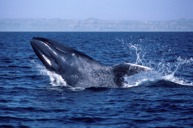 Синий кит.