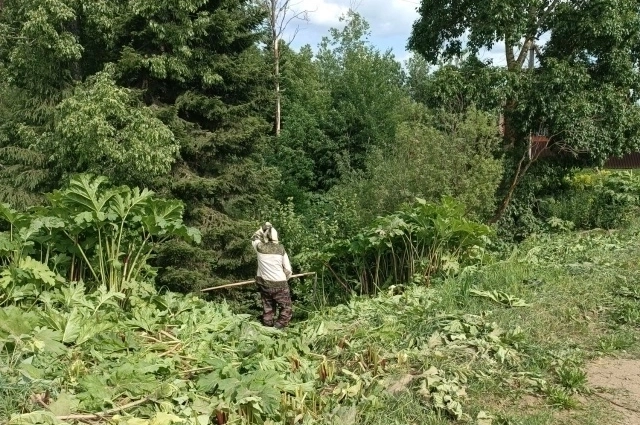 Иногда приходится идти на борщевик врукопашную.