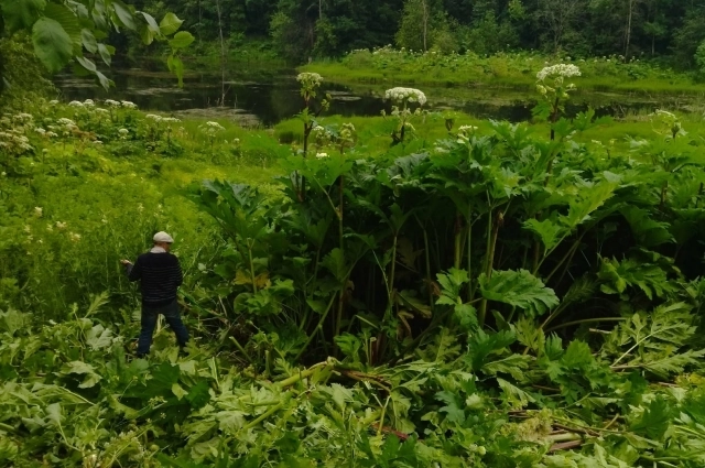 Без контроля борщевик вполне может вымахать выше человеческого роста.