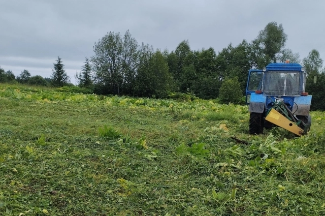 С помощью техники выкашивают целые заросли борщевика.