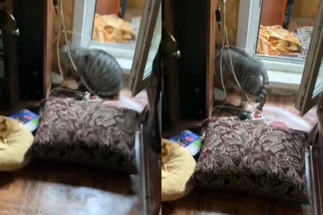 Бедняги провели почти неделю с трупом своего хозяина.