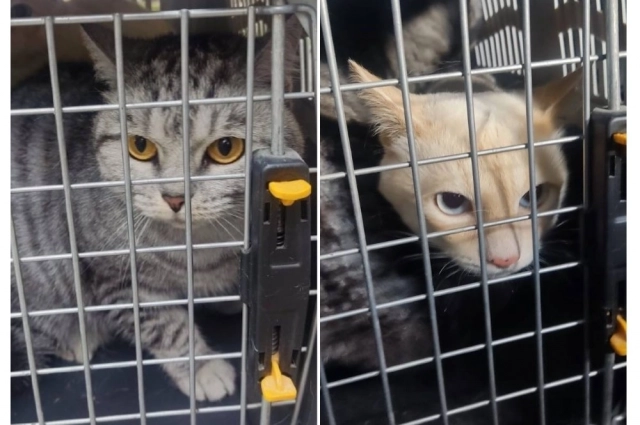 Сейчас коты постепенно приходят в себя. Они находятся на передержке.