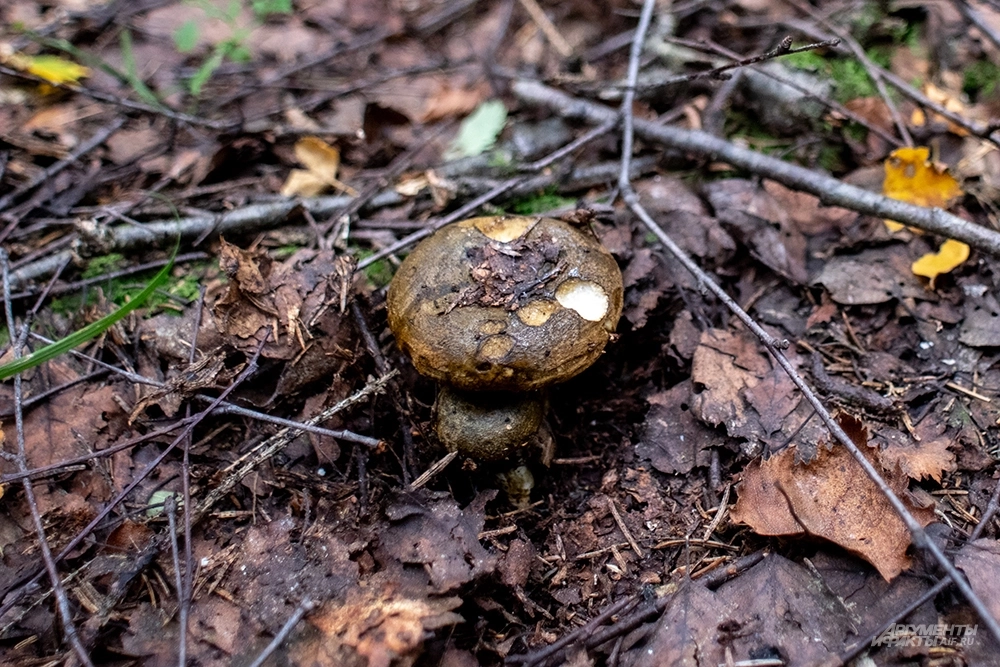 На фото: Чернушка (Черный груздь)
