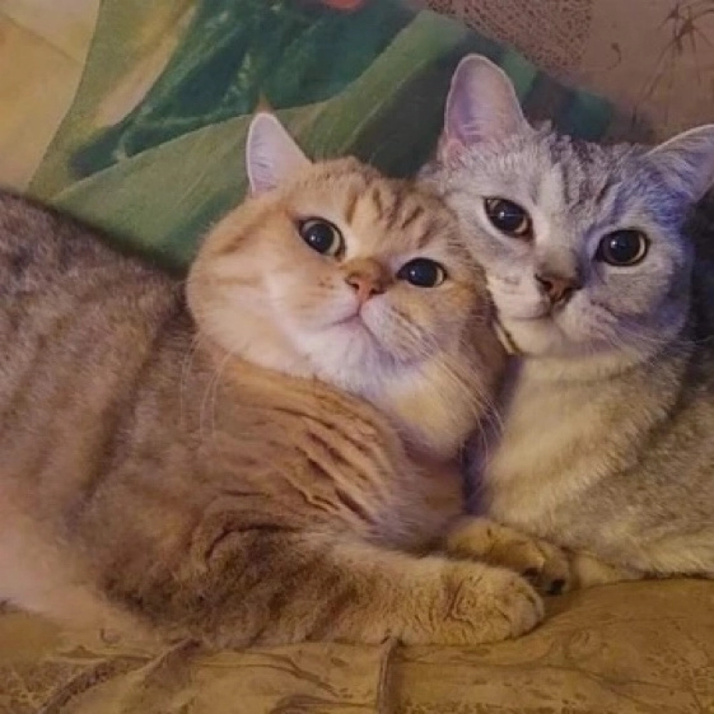 Кот Арни скучает по Сильке.