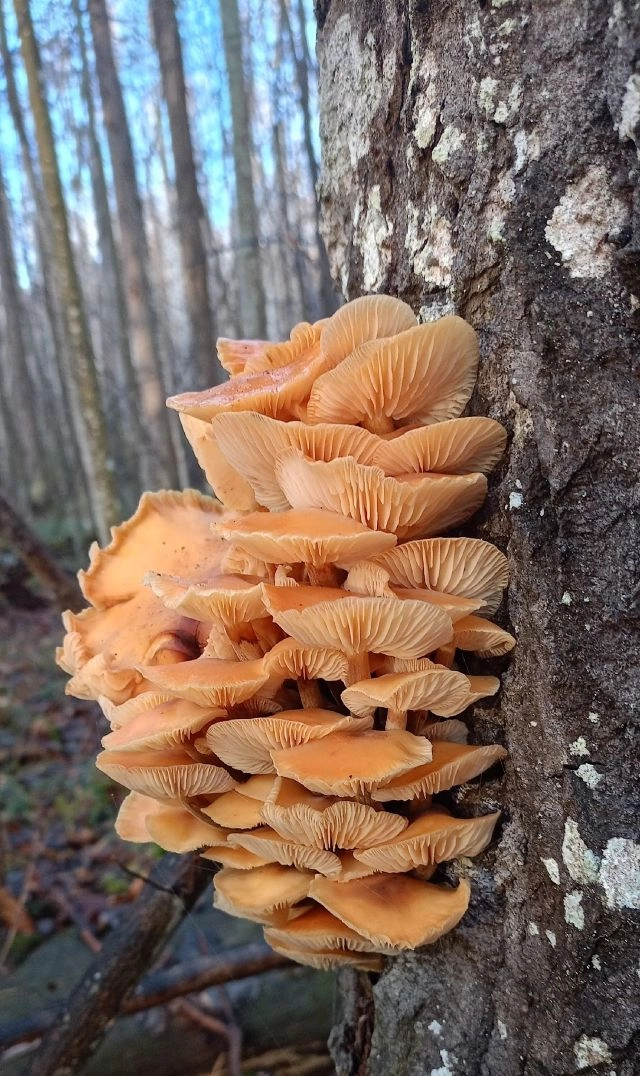 Весёлое рыжее семейство зимних опят.