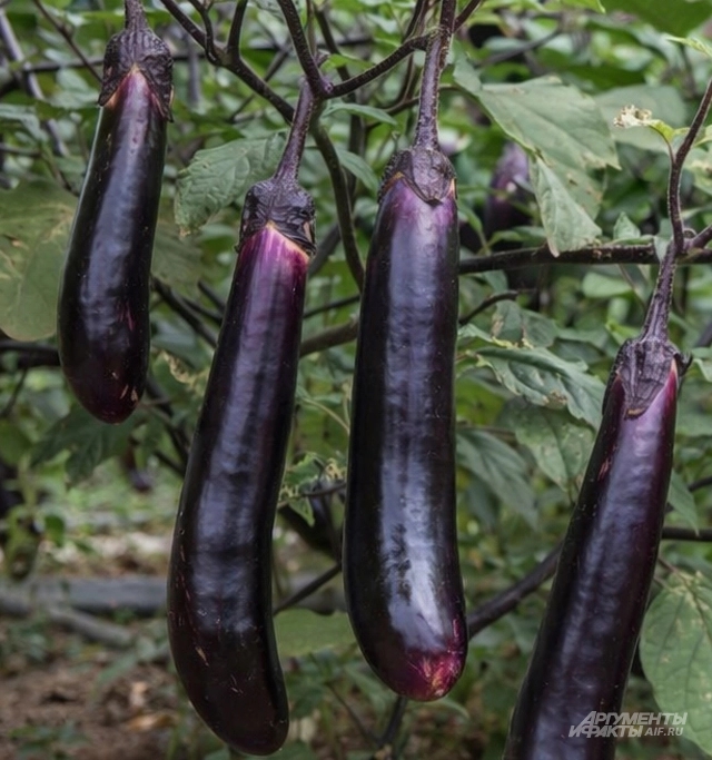 Длинный фиолетовый.