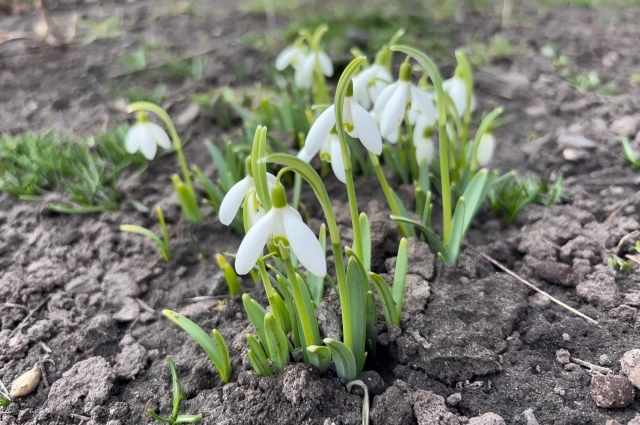 Ранней весны ждать не стоит.