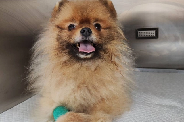 Пациенты Бонифация