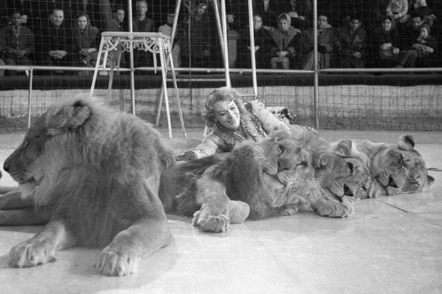 Ирина Бугримова лежит на живом ковре из львов. 1964 год