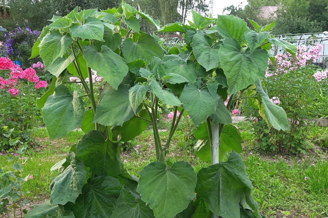 Физалис перуанский – высокое растение.