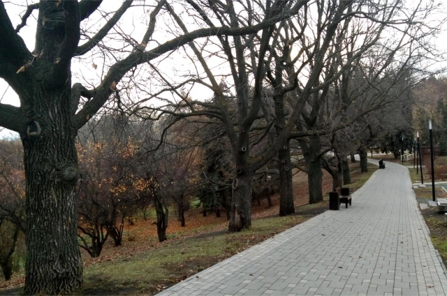 Красавцы дубы. 