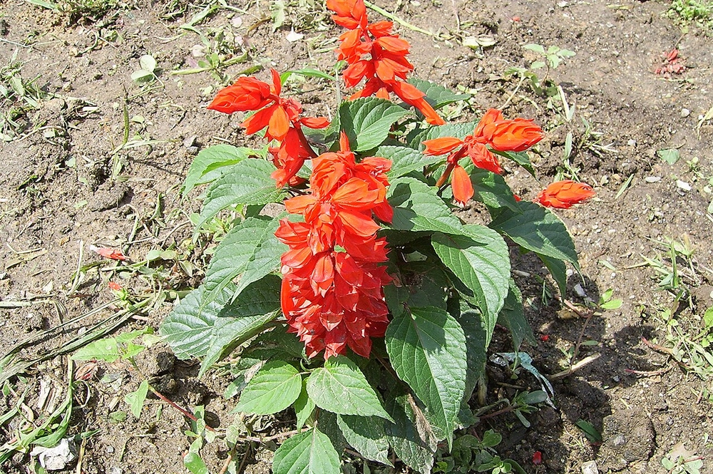 Сальвия блестящая.