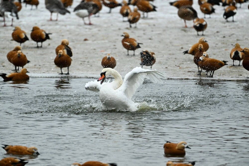 Лебедь-шипун и утки-огари в Московском зоопарке.
