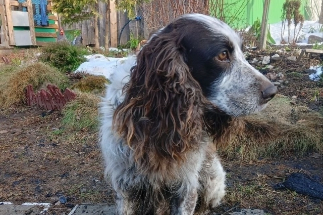 Спаниель по кличке Трамп.