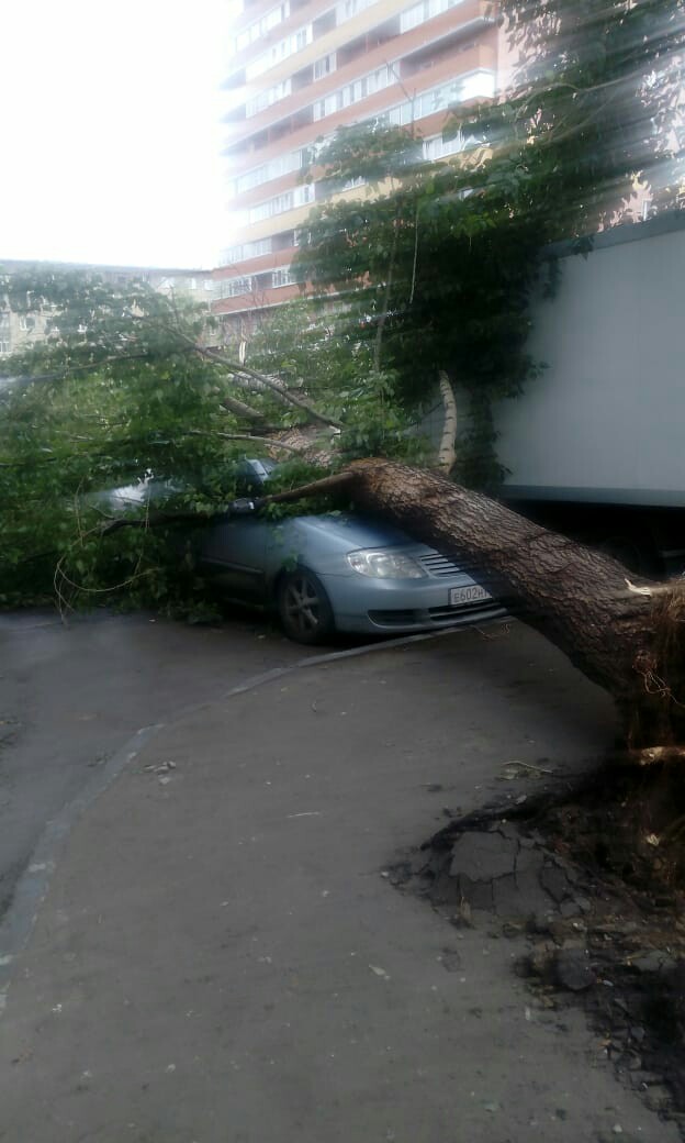 Новосибирцы присылали фотографии поваленных деревьев.