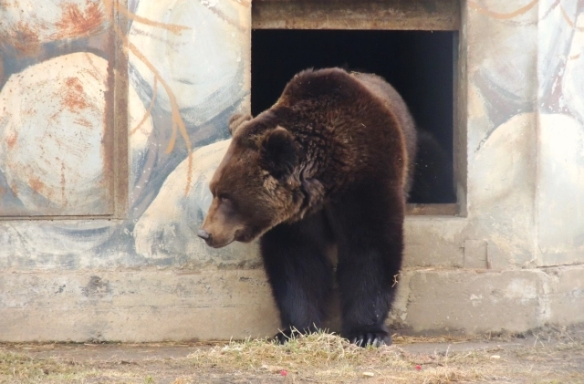 Осмотреть территорию - важная задача после спячки.