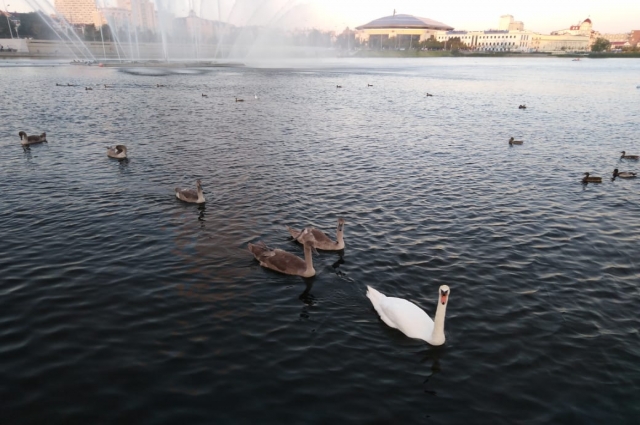 После очистки воды на озере вновь появились водоплавающие птицы.