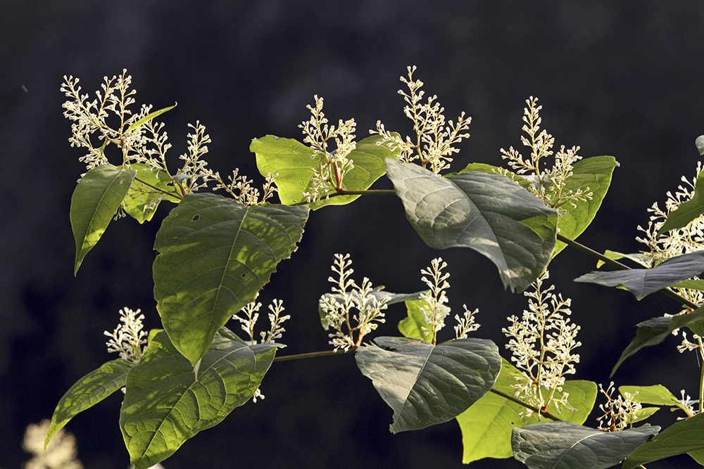 Богемская рейнутрия.