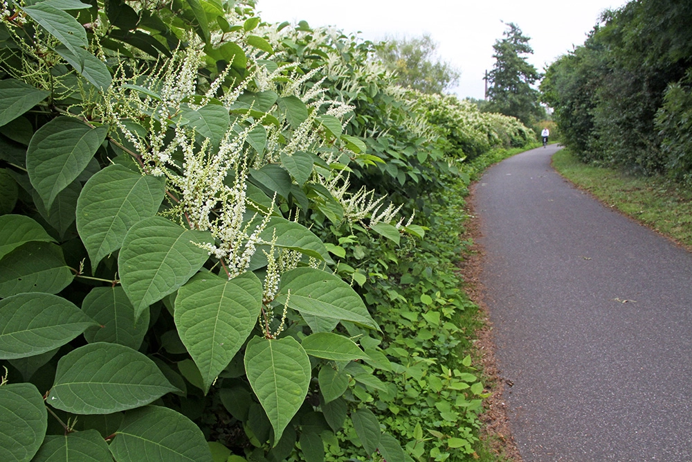 Богемская рейнутрия.